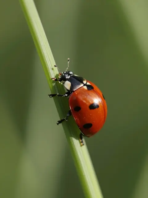 A close-up of a red spotted ladybug climbing a thin green grass stem against blurred green foliage.