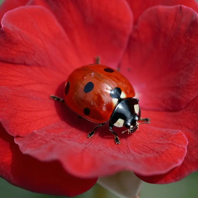 Close-up macro shot of a spotted ladybug resting on vibrant red rose petals