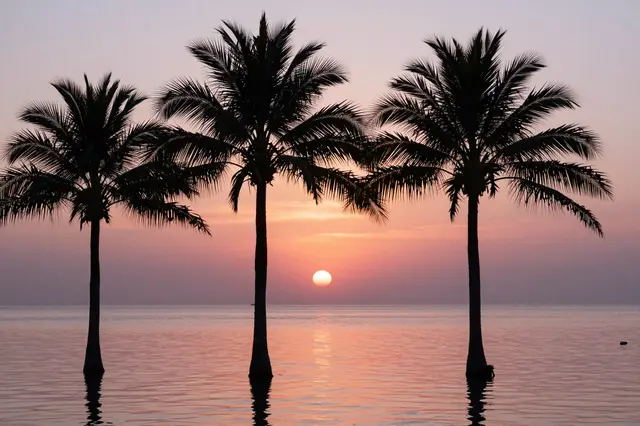 Three palm tree silhouettes stand in calm pink lagoon water beneath a soft sunset sky
