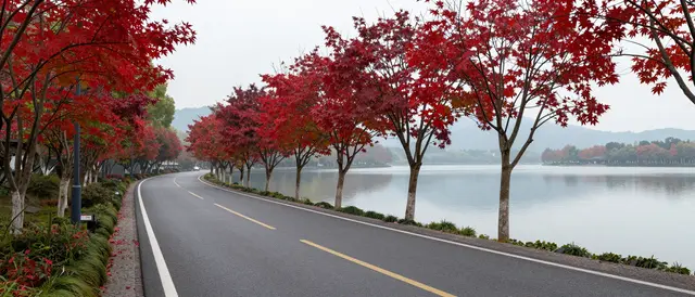 Empty paved lakeside road lined with crimson maple trees under overcast misty skies