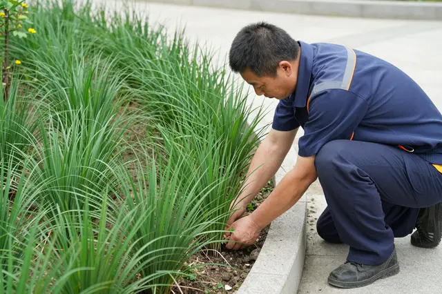 A middle aged East Asian landscaper crouches to plant ornamental grass along a curved concrete garden border