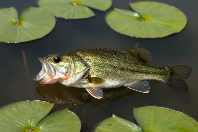 A largemouth bass floats in dark pond water surrounded by green lily pads