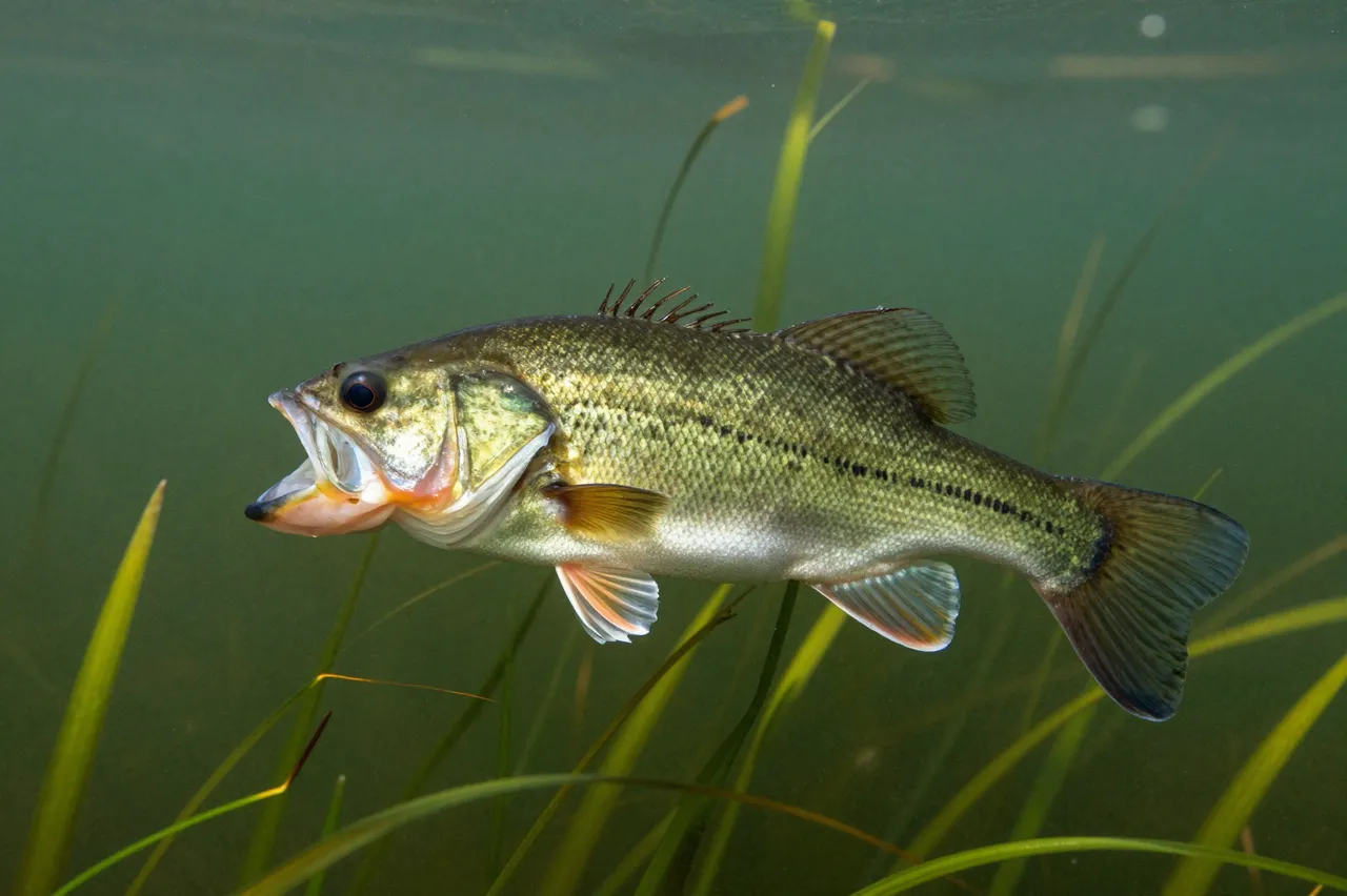 A largemouth bass hovers underwater surrounded by green lake vegetation