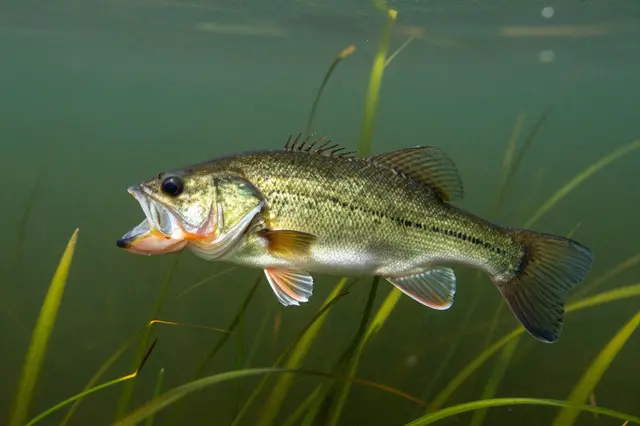 A largemouth bass hovers underwater surrounded by green lake vegetation
