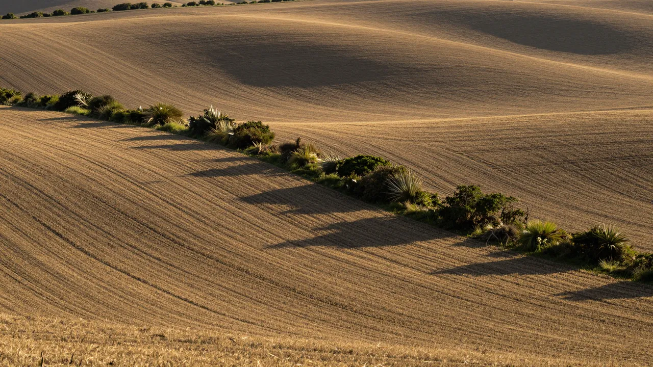Ploughed rolling farm fields with a hedgerow casting long warm late-afternoon shadows