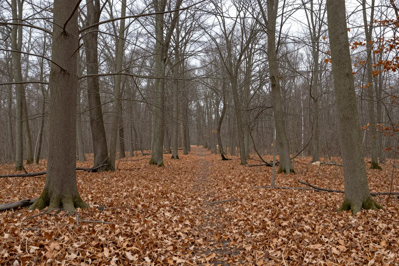 A narrow walking trail winds through a late autumn forest lined with bare trees and a thick carpet of brown fallen leaves.