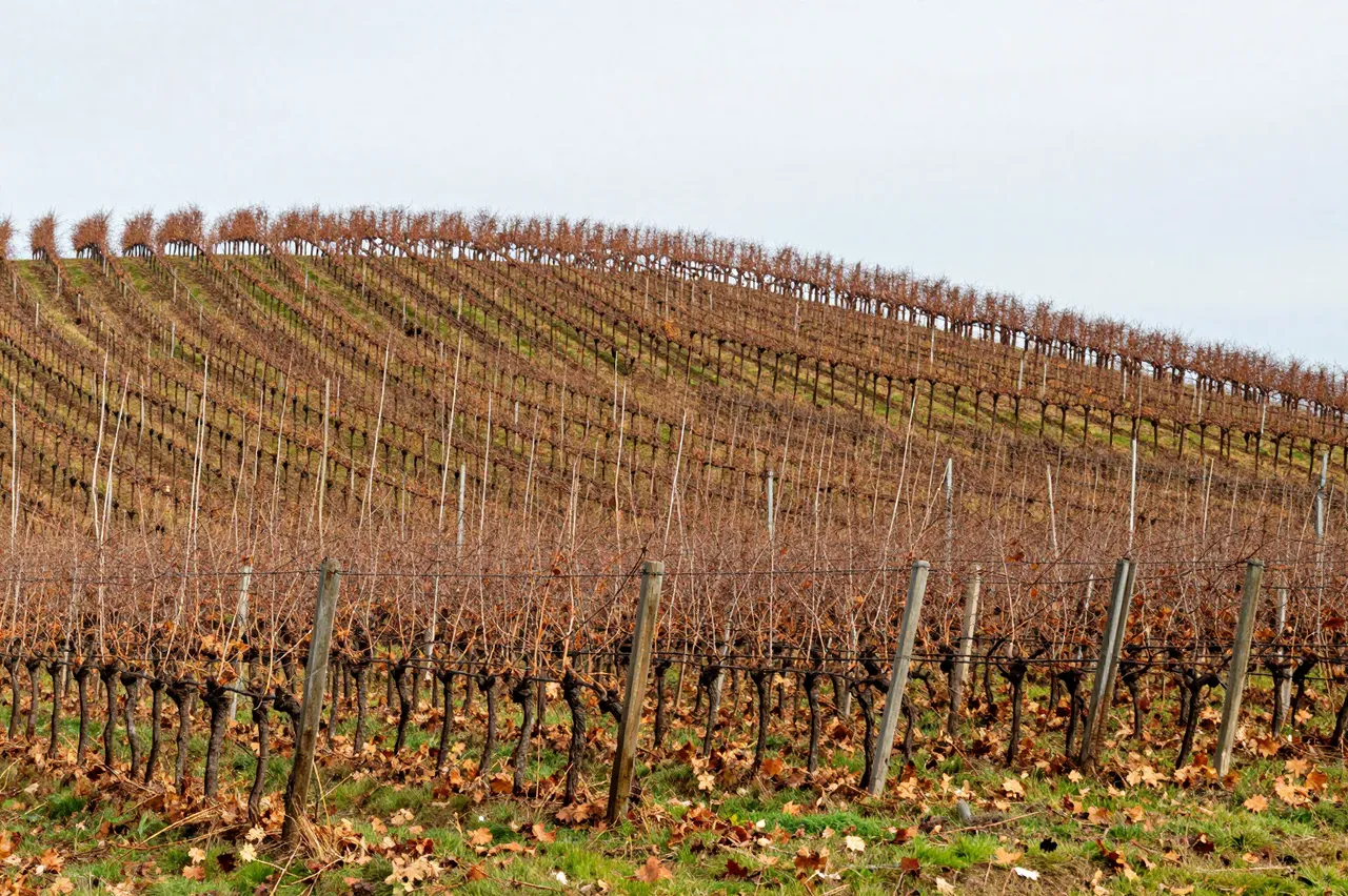 Curving bare vineyard rows follow a sloped hillside under a pale overcast autumn sky
