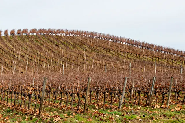 Curving bare vineyard rows follow a sloped hillside under a pale overcast autumn sky