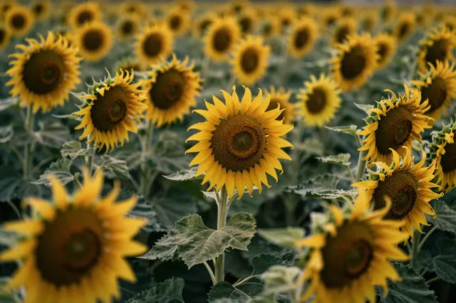 A dense field of sunflowers with moody soft light, including upright and wilting flower heads