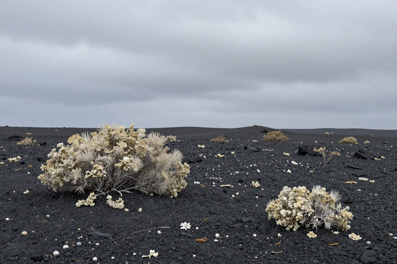 Pale lichen-covered low shrubs dot a black volcanic desert beneath an overcast gray sky