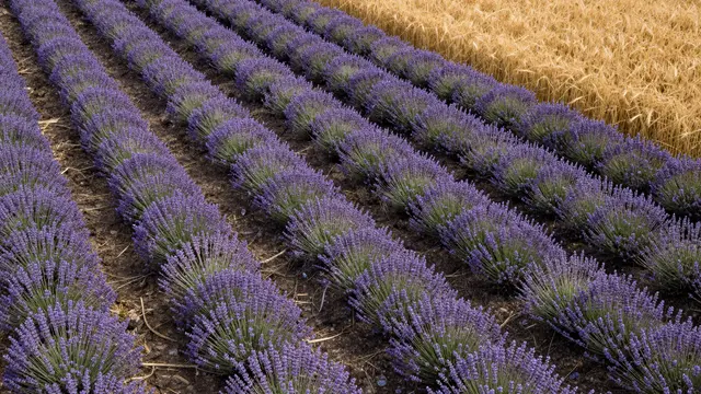 Aerial close-up view of neat parallel purple lavender rows next to golden ripe wheat