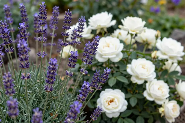 Purple lavender stalks bloom beside clustered white roses in a sunny cottage garden bed