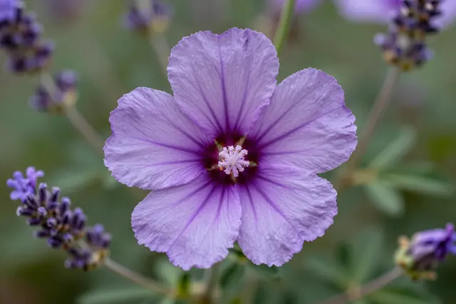 Sharp close-up of a pale purple rose of sharon bloom surrounded by out-of-focus lavender flower spikes and soft green foliage