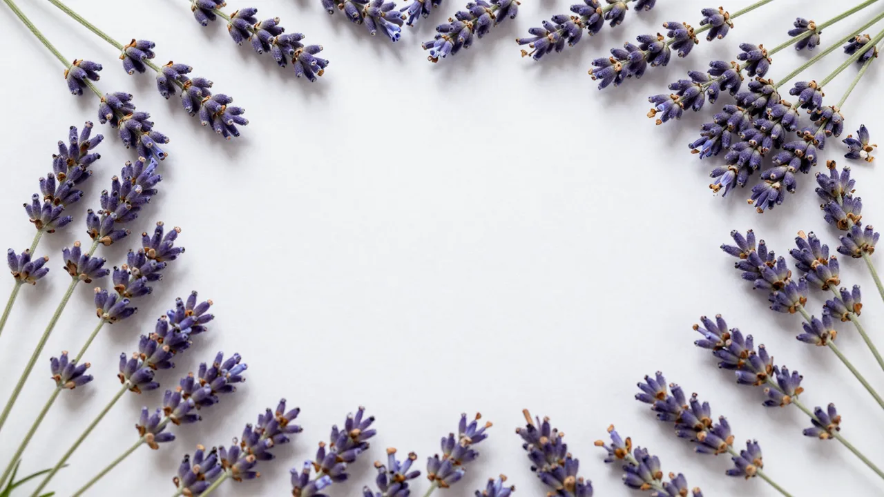 Top view of a decorative frame of lavender sprigs surrounding a blank white central copy space