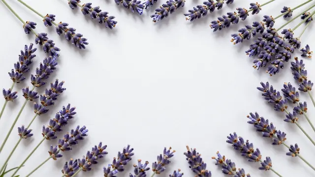 Top view of a decorative frame of lavender sprigs surrounding a blank white central copy space