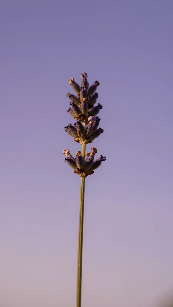 A single lavender sprig stands centered against a soft gradient purple sunset sky