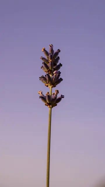 A single lavender sprig stands centered against a soft gradient purple sunset sky