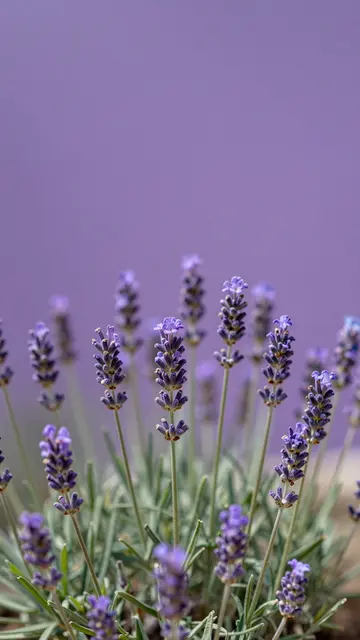 Sharp vertical lavender sprigs sit along the bottom of a smooth lilac backdrop with empty copy space above.