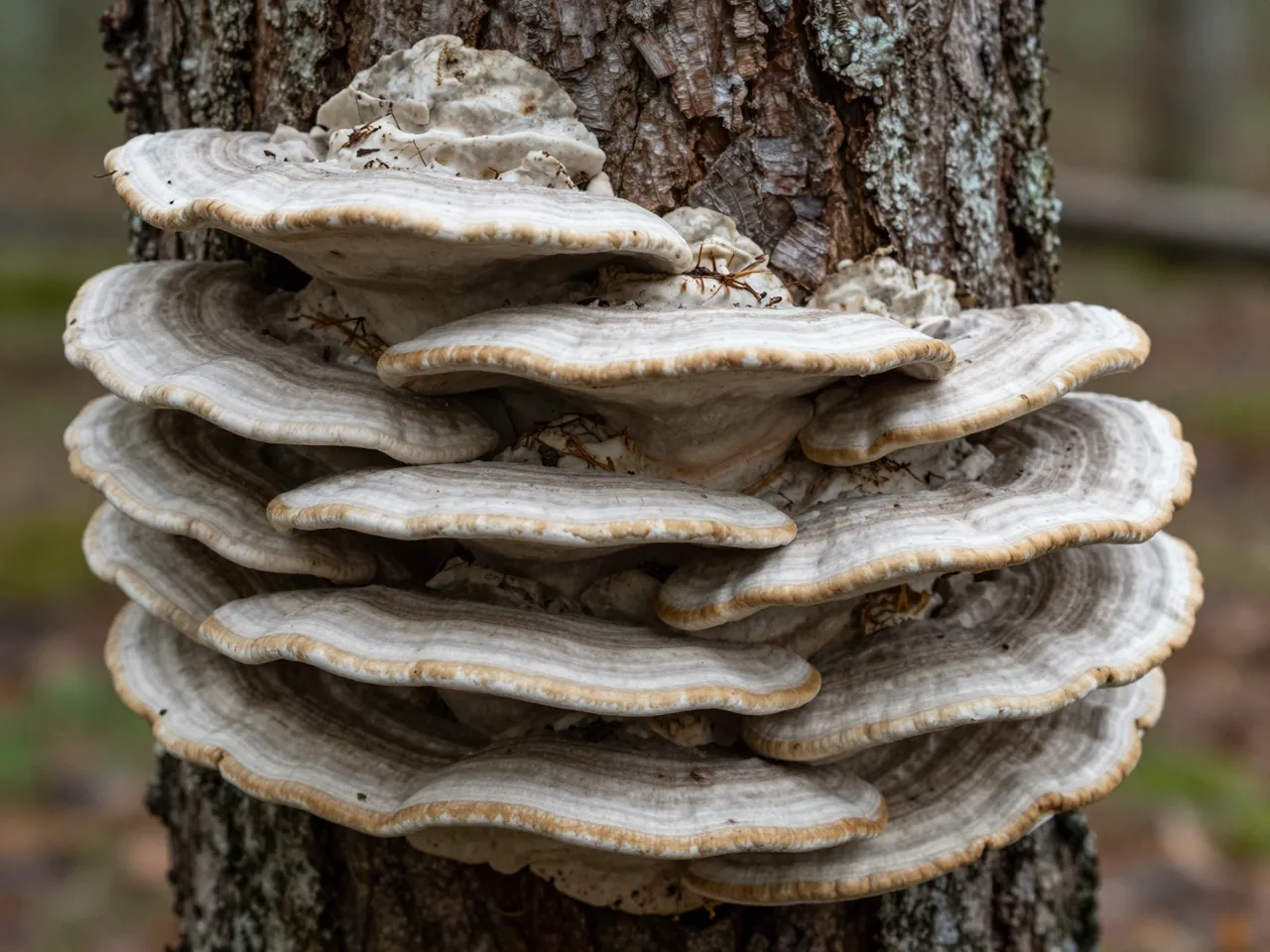 Stacked shelf fungus grows horizontally in tiers from a rough tree trunk in a forest.