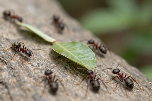 Close-up macro shot of leafcutter ants traveling along a rough stony trail with a cut leaf fragment.