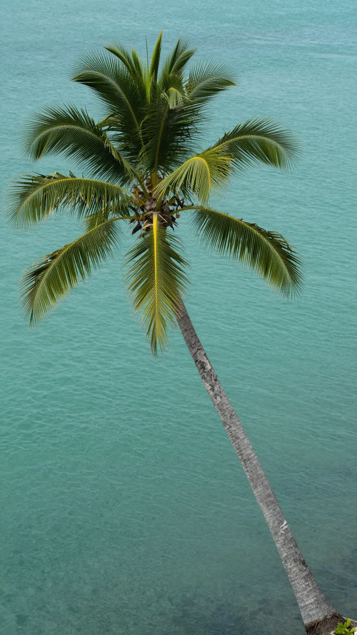 A leaning coconut palm tree extends diagonally across calm turquoise coastal water viewed from above