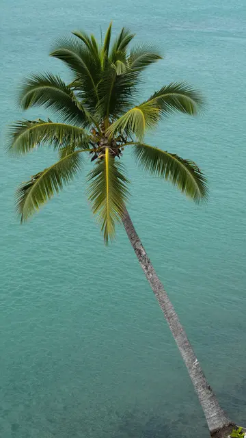 A leaning coconut palm tree extends diagonally across calm turquoise coastal water viewed from above