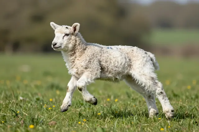 A fluffy young lamb leaps through a sunlit grassy spring meadow dotted with small yellow wildflowers.