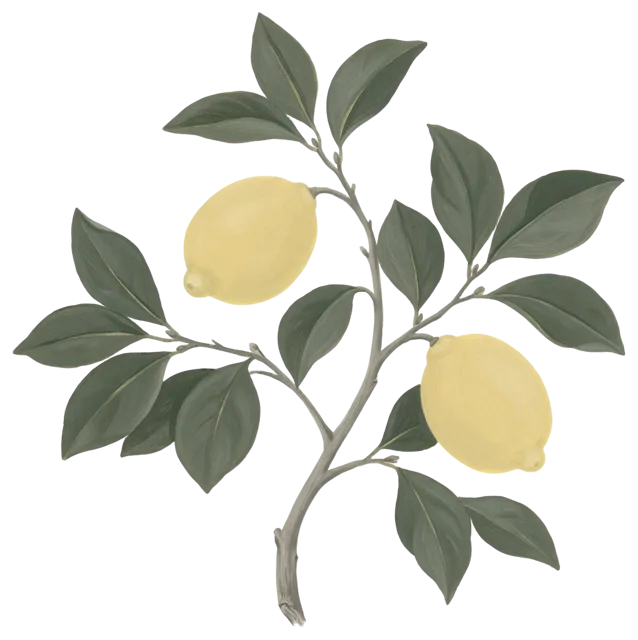 Gouache illustration of a lemon branch bearing two ripe lemons and dark green leaves