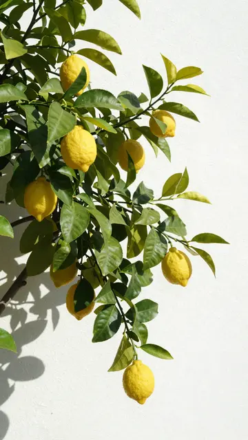 Leafy lemon tree branches heavy with ripe yellow lemons cast sharp shadows on a sunlit white wall
