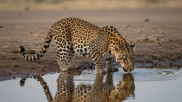 A spotted leopard crouches at the edge of a small waterhole to drink, its rippled reflection visible in calm water at dusk.