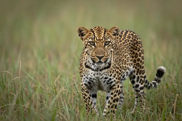A young leopard stands facing the camera in tall savanna grass with a blurred green background.