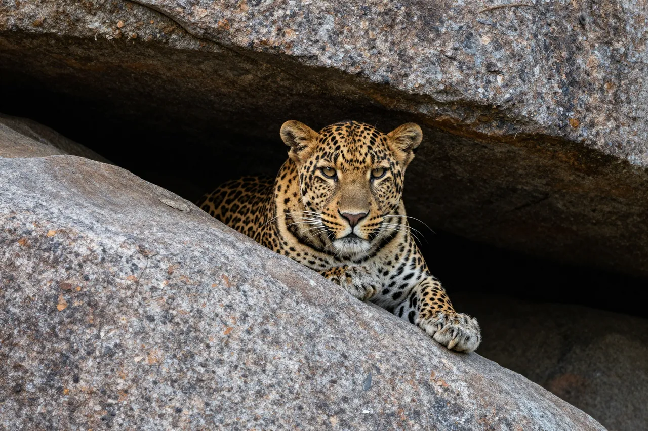 A leopard rests with its head and front paws visible, peering out from under a granite boulder overhang.