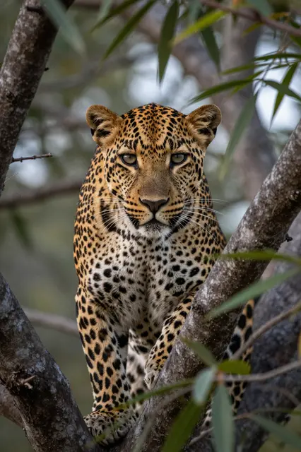 A leopard sits alert among tree branches, peering directly at the viewer through surrounding leaves.