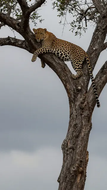 A leopard rests stretched across a tree fork against an overcast stormy gray sky