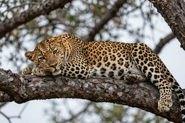 A relaxed spotted leopard rests lazily across a thick textured tree branch under an overcast sky.
