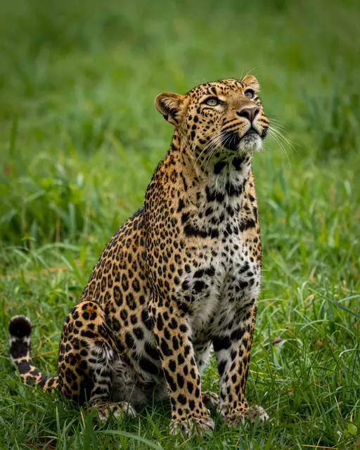 A wet-furred leopard sits upright in green grass looking up at something above it