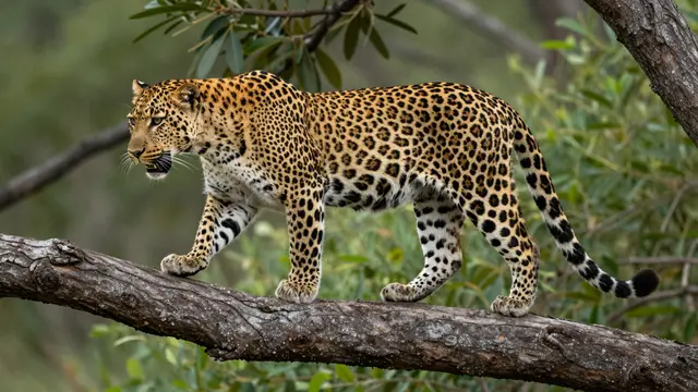 A leopard walks slowly across a thick horizontal tree branch surrounded by green foliage