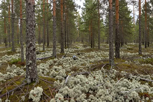 Dense taiga forest with thin conifer trees and pale lichen covering the forest floor under overcast sky