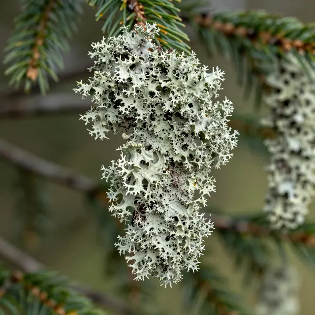 Close up of pale intricate green lichen growing on spruce tree needles and branches