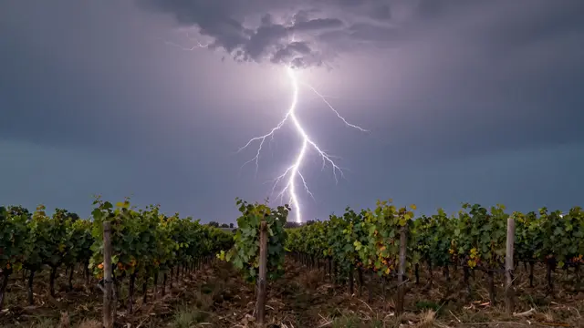 Bright lightning strikes through dark storm clouds above orderly grape vine rows at dusk
