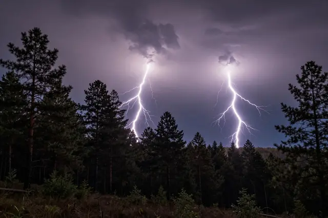 Multiple bright lightning bolts illuminate a dark storm sky above a silhouetted night pine forest from a high ridge.