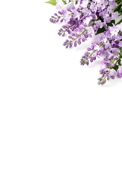 Fresh lilac flower sprays sit in the upper right corner of a plain white background with empty copy space.