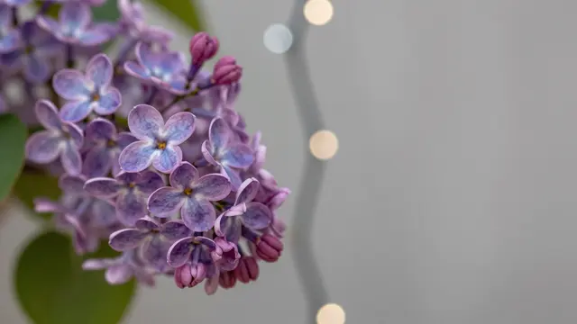 Sharp lilac flower cluster sits to the left with soft silver and warm bokeh lights on a pale gray background, leaving empty
