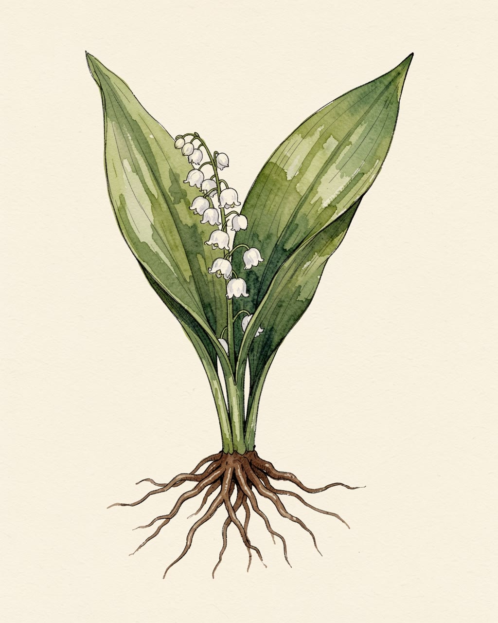 Lily Of The Valley Botanical Illustration — Free Stock Illustration (HD ...