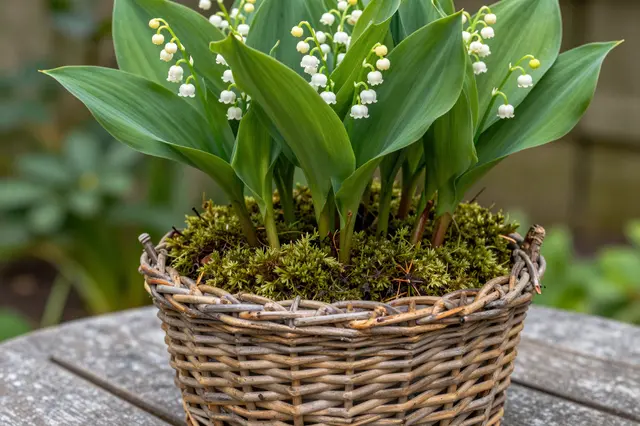 Lily of the valley plants with moss grow in a wicker basket resting on a weathered garden table