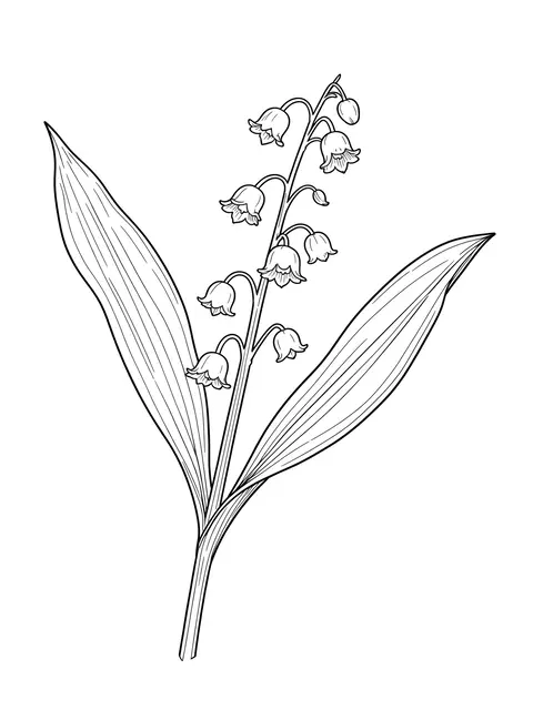 Fine line drawing of a lily of the valley stem with bell flowers and leaves on a plain white background
