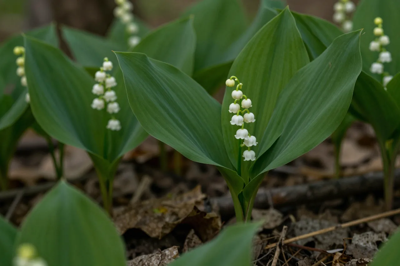 Delicate lily of the valley clusters grow on a shady forest floor with dry leaf litter.