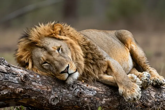 A male lion rests with half closed eyes, asleep on a gnarled fallen tree trunk
