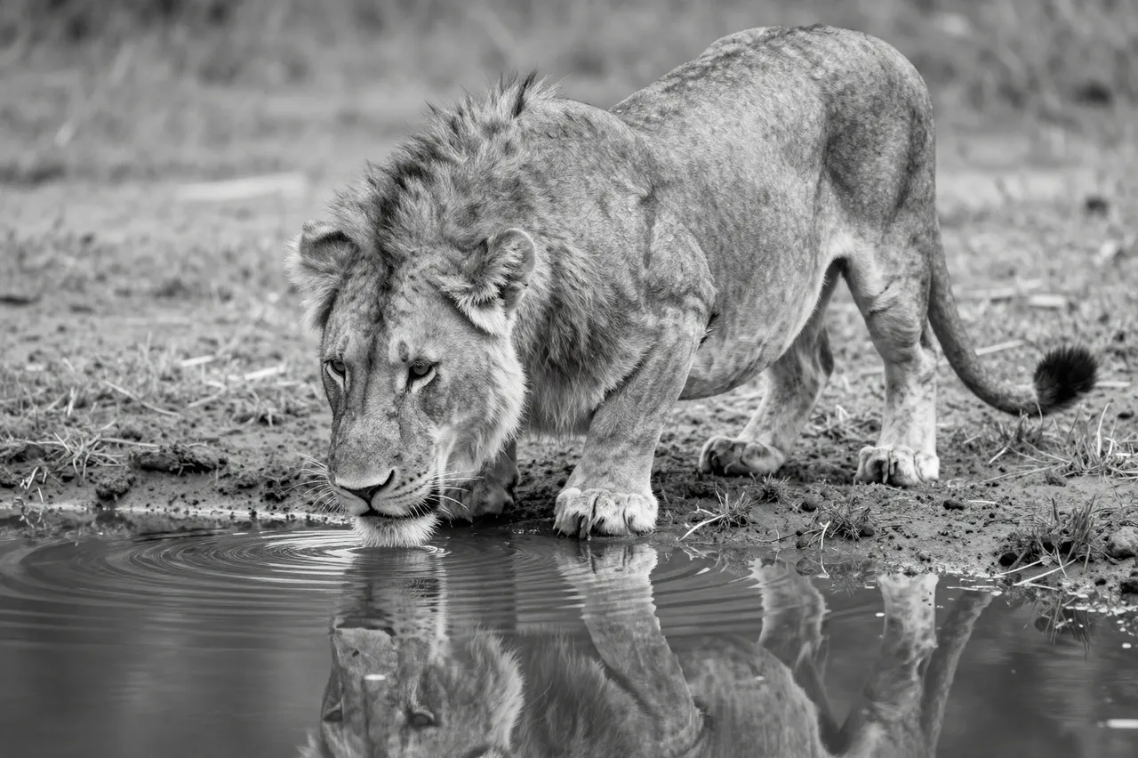 Black and white shot of a young male lion leaning down to drink from a still pool with its reflection visible in the water.