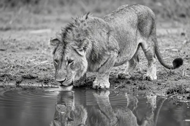 Black and white shot of a young male lion leaning down to drink from a still pool with its reflection visible in the water.